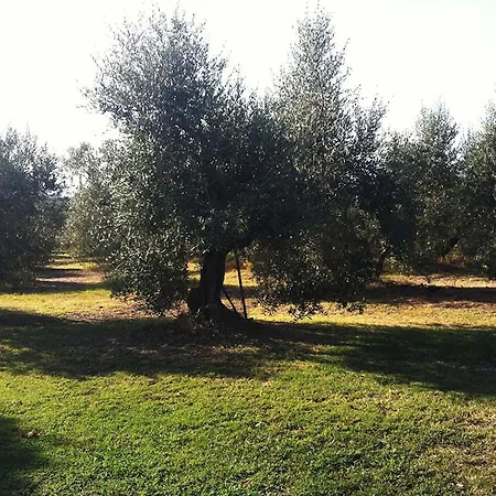 Poggio Alle Calle